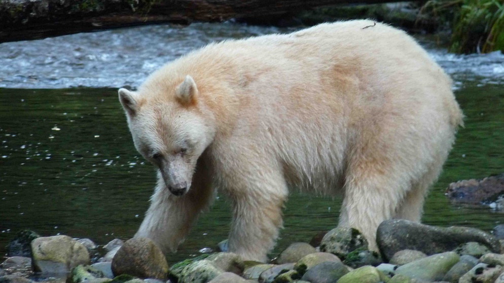 Wir sind im nördlichsten Teil der Küste Britisch Kolumbiens, kurz vor Alaska. Aus der Luft zeigt sich eine Inselwelt, die mit ihren großartigen Fjorden an die Natur Norwegens erinnert. Sie ist Heimat ganz besonderen Lebewesen, von denen bisher nur wenige wissen. Hier leben weiße Schwarzbären (im Bild), Küstenwölfe die mit Raben kommunizieren und viele andere, außergewöhnliche Arten in einem Wald mit den ältesten Bäumen Kanadas: in einem Kaltregenwald. | Bildquelle: BR/Angelika Sigl
