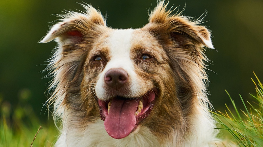 Gerade bei pubertierenden Hunden (hier Australian Shepard) ist es unerlässlich, dass der Besitzer konsequent mit seinem Tier arbeitet. | Bildquelle: Jens-Uwe Heins