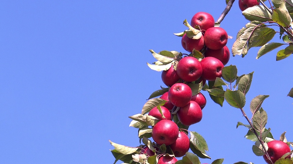 Unter unserem Himmel - Obstbauern am Bodensee: Rote Äpfel am Ast vor blauem Himmel | Bildquelle: BR