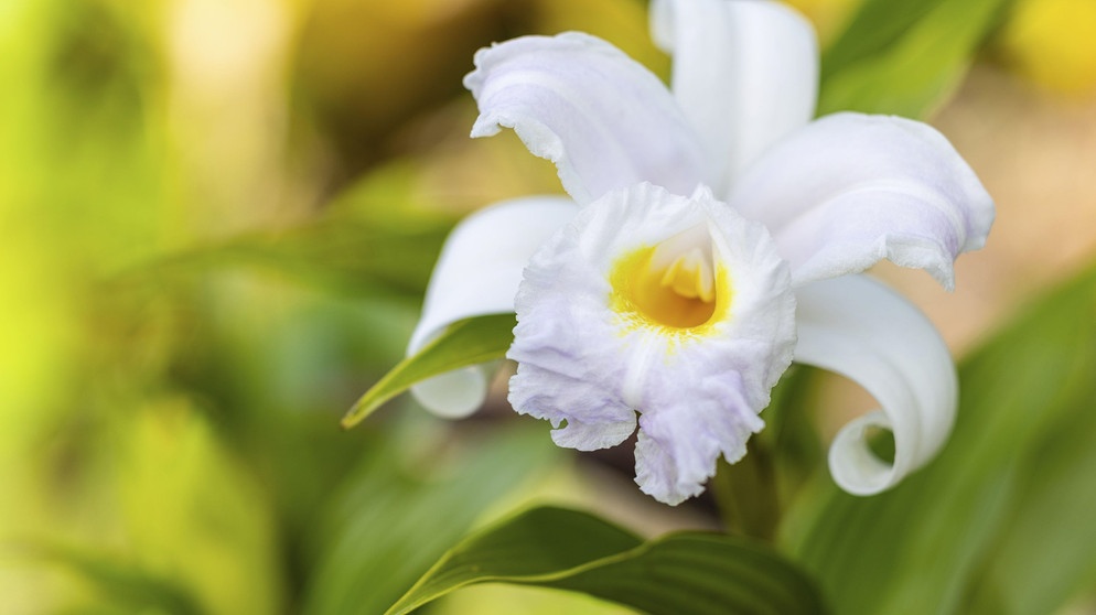 Große weiße Blüte einer Orchidee | Bildquelle: Picture alliance/dpa