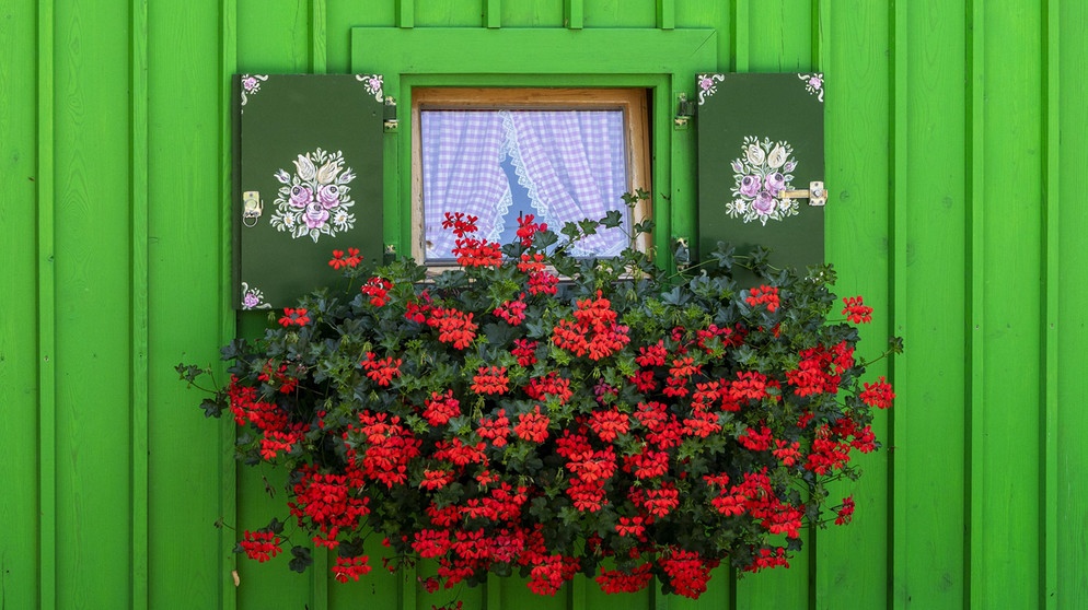 Rote Pelargonien als Fensterschmuck | Bildquelle: Picture alliance/dpa