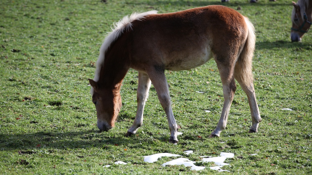 Haflinger weiden auf der Wiese vor Wildbad Kreuth im späten Herbst, Foto: BR/Herbert Ebner | Bildquelle: BR/Herbert Ebner