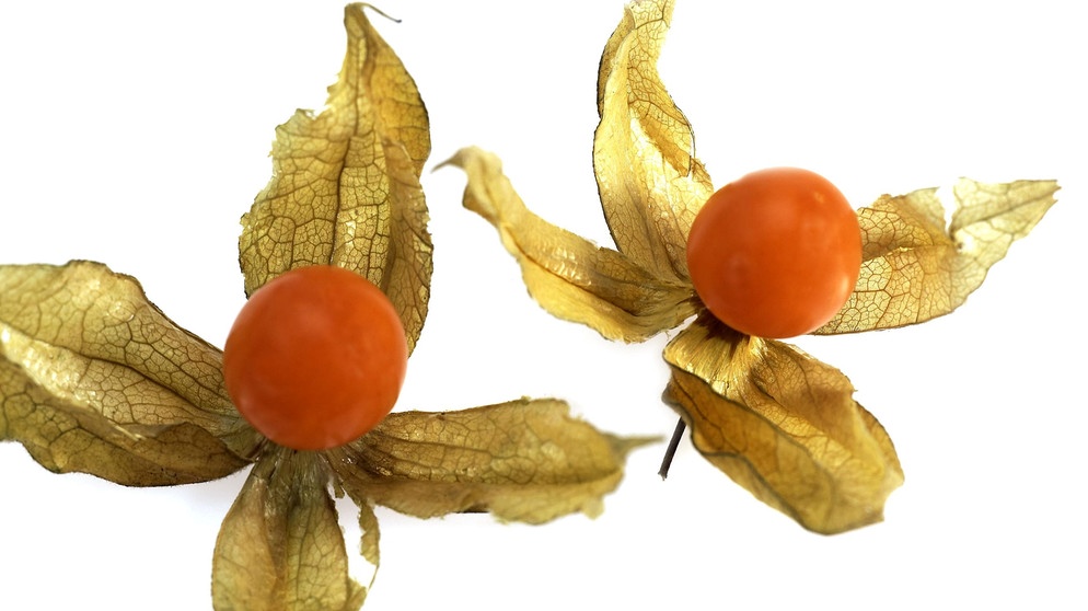 Physalis | Bildquelle: Picture alliance/dpa