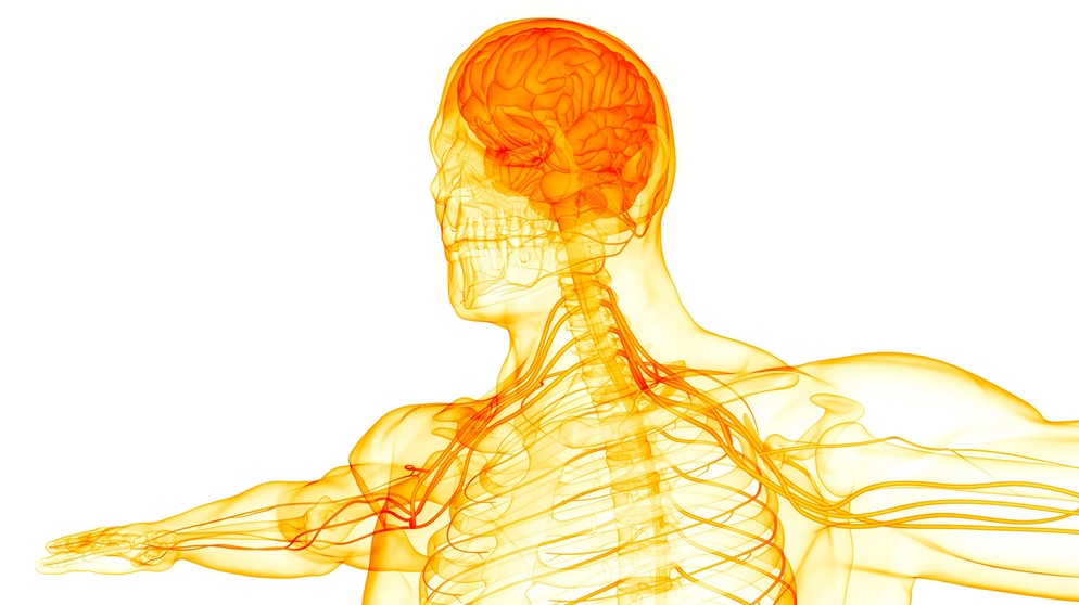 3D Illustration Concept of Central Organ of Human Nervous System Brain Anatomy | Bildquelle: picture alliance / Zoonar | magicmine
