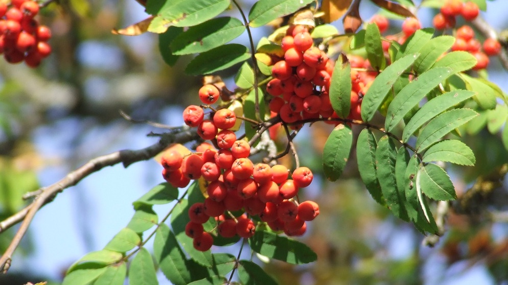 Die leuchtend roten Früchte der Eberesche sind sehr gesund. Sie haben einen hohen Vitamin-C-Gehalt. | Bildquelle: BR/BR