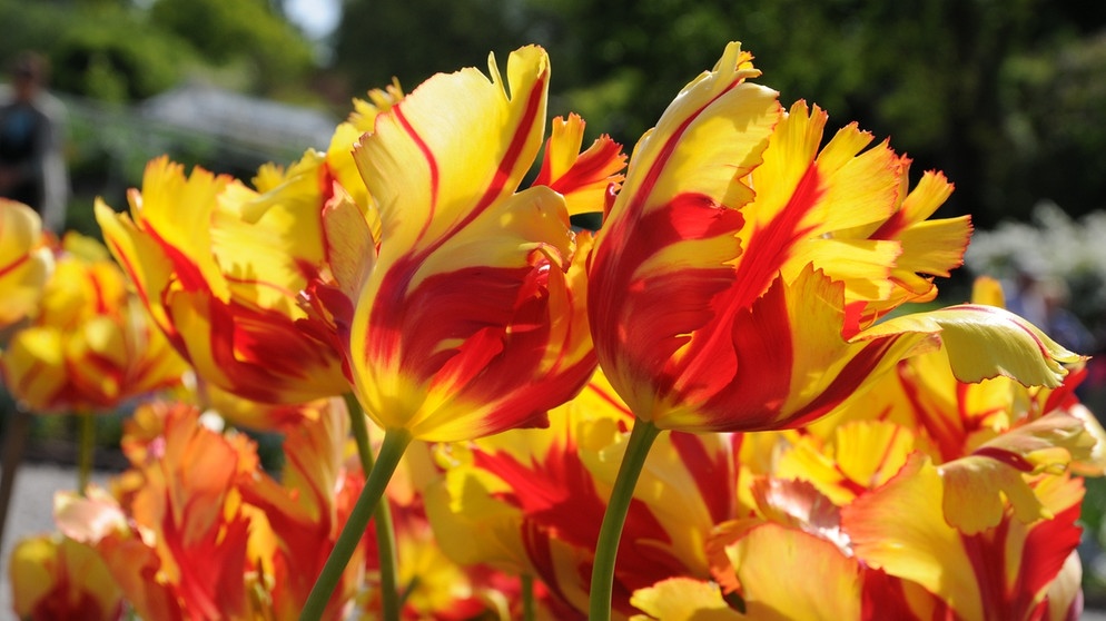 Überall in den Niederlanden sieht man ganze Felder in rot, gelb oder pink. Es sind Tulpen in voller Blüte. Doch damit ist bald Schluss. Denn kaum sind die Blütenblätter geöffnet, kommt der Traktor und rasiert die Blütenköpfe ab. Grund dafür: Die Pflanzen sollen alle Kraft in ihre Zwiebeln stecken, nur so lässt sich eine gute Qualität erzielen. | Bildquelle: BR