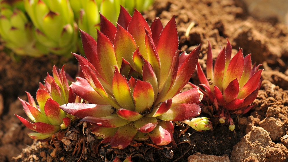 Hauswurz - Sempervivum. | Bildquelle: BR