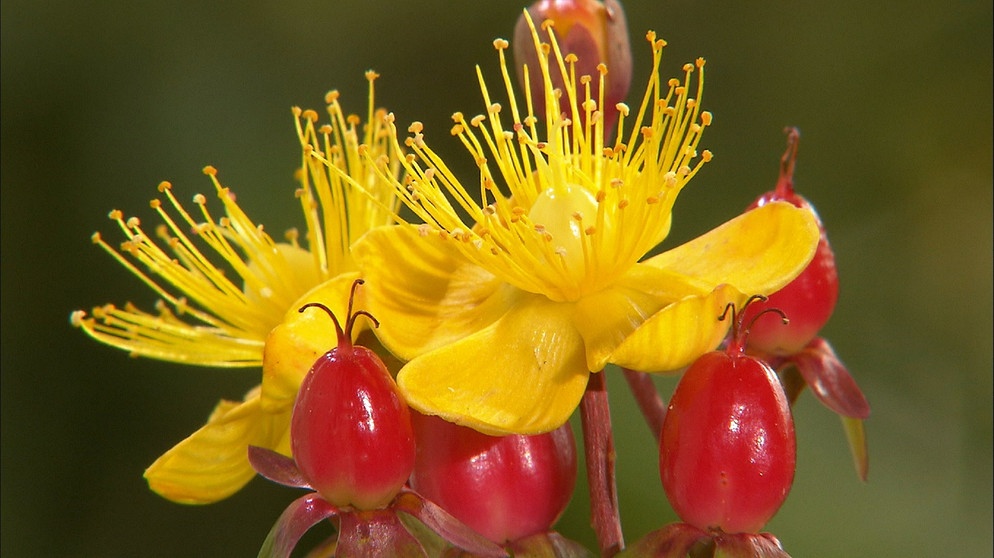 Johanniskraut (Hypericum perforatum). Die Pflanze blüht um den Johannistag (24. Juni) - daher der Name. | Bildquelle: BR