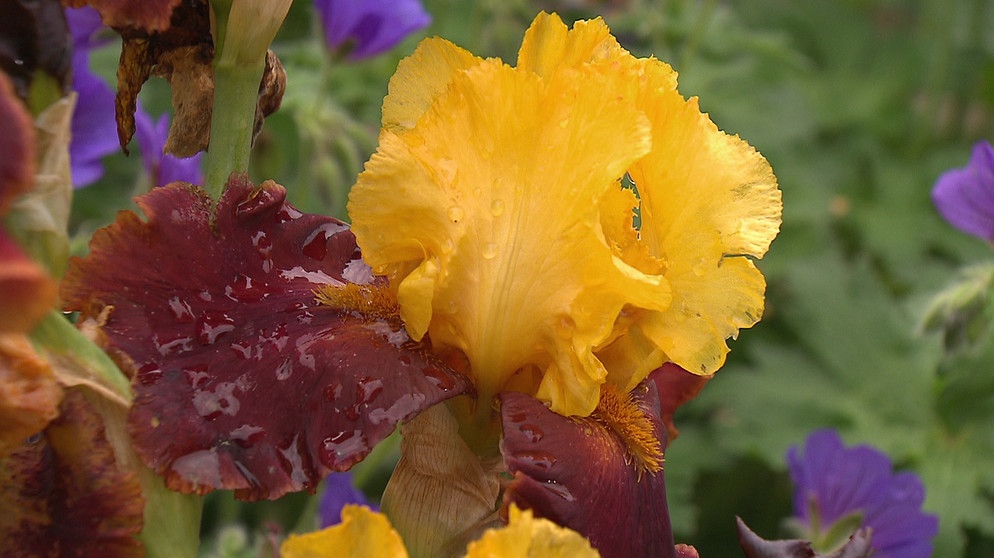Staude des Jahres: Vielfalt der Iris-Zwerge. Im Bild: die Bartiris. | Bildquelle: BR/BR