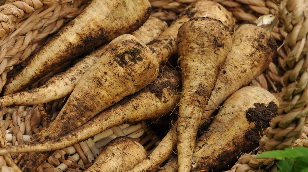 Pastinaken (Pastinaca Sativa) in einem Korb. | Bildquelle: BR