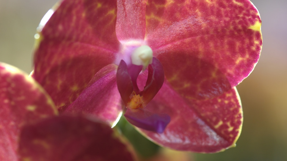In der heutigen Sendung wird eine Orchideengärtnerei besucht. | Bildquelle: BR