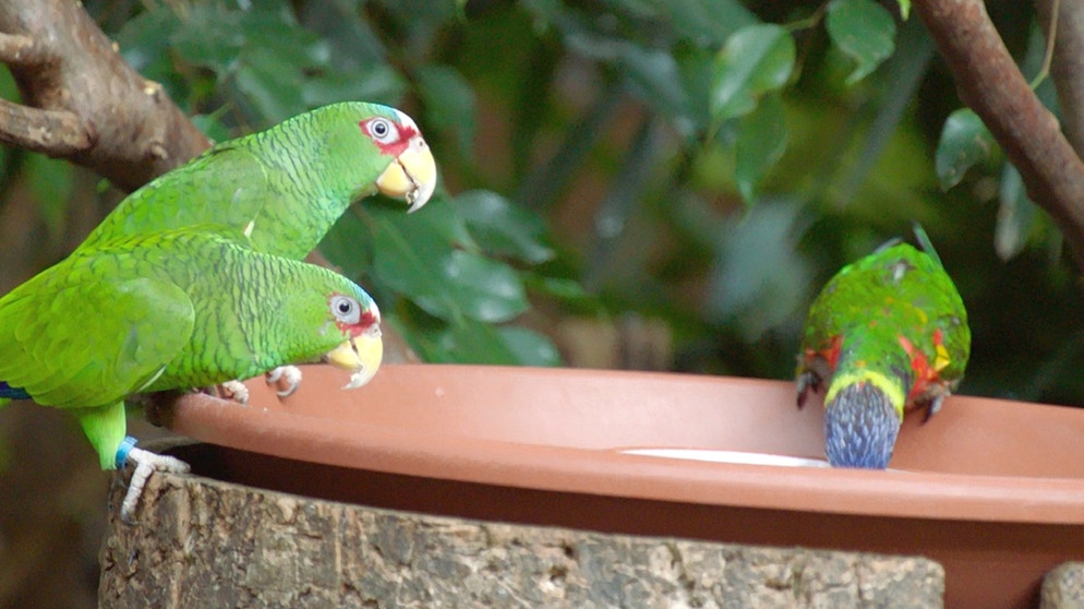 Unterwegs mit dem Zoogärtner im Tierpark Hellabrunn | Bildquelle: BR