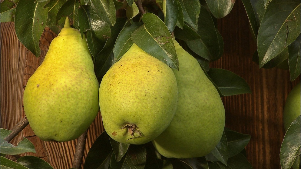 Birne (Pyrus) | Bildquelle: BR / Bernd Nitsche