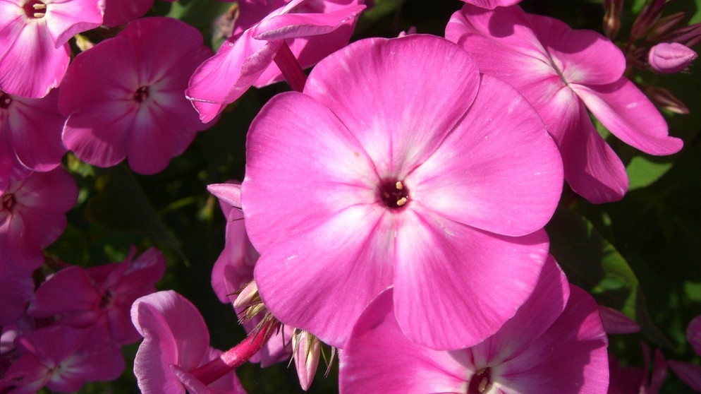 Phlox (Flammenblume) | Bildquelle: BR/BR