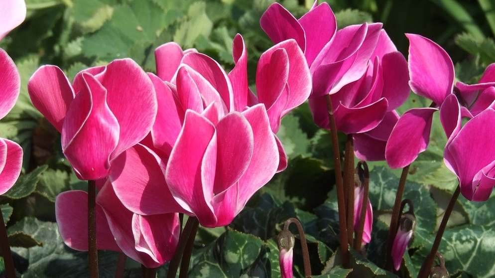 Cyclamen (Alpenveilchen) | Bildquelle: Sabrina NItsche