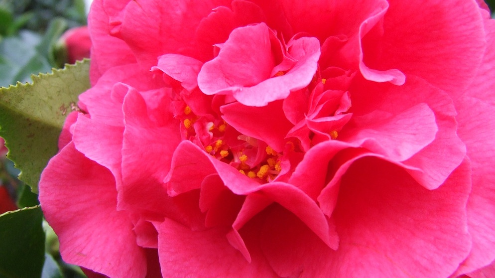 Eine pink blühende Camelia. | Bildquelle: BR/BR
