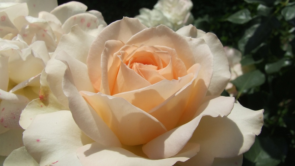Eine blühende Rose. | Bildquelle: BR/BR