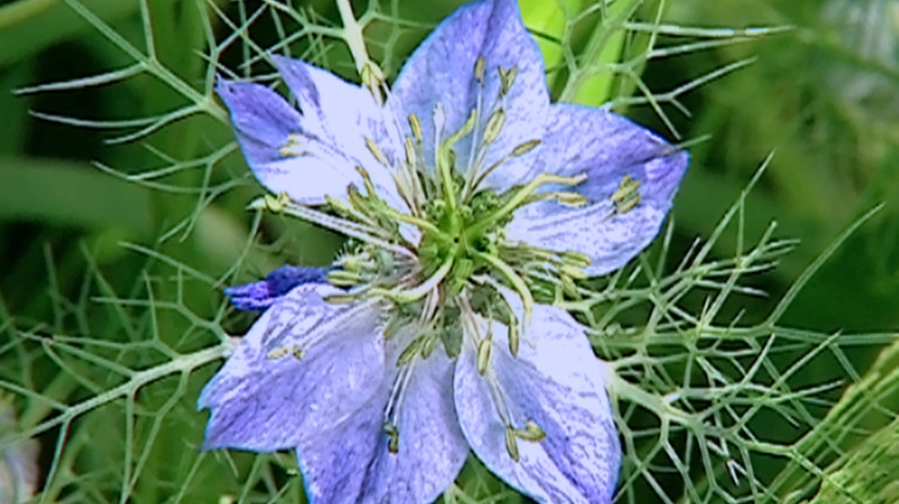 Der Schwarzkümmel (Nigella) gehört zur Familie der Hahnenfußgewächse.  © : Honorarfrei lediglich für Ankündigungen und Veröffentlichungen im Zusammenhang mit obiger BR-Sendung bei Nennung: "Bild: BR". Andere Verwendungen nur nach entsprechender vorheriger schriftlicher Vereinbarung mit dem BR-Bildarchiv, Tel. 089 / 5900 3040, Fax 089 / 5900 3284. | Bildquelle: BR/BR