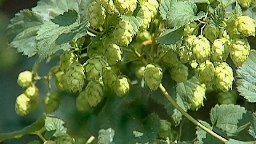 Hopfen: Arzneipflanze des Jahres 2007 © : Honorarfrei lediglich für Ankündigungen und Veröffentlichungen im Zusammenhang mit obiger BR-Sendung bei Nennung: "Bild: BR". Andere Verwendungen nur nach entsprechender vorheriger schriftlicher Vereinbarung mit dem BR-Bildarchiv, Tel. 089 / 5900 3040, Fax 089 / 5900 3284. | Bildquelle: BR/BR