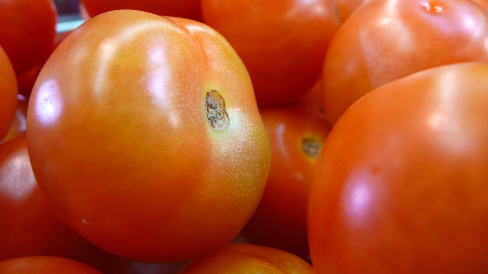 Tomaten dürfen auf der Bauernbrot-Bruschetta nicht fehlen. | Bildquelle: BR/BR