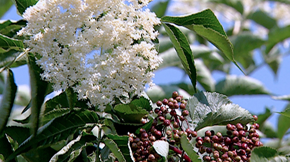 Diesmal geht es um Trauben und Holunder. Im Bild ein blühender Schwarzer Holunderstrauch, rechts unten sind schon die noch unreifen Beeren zu erkennen.  © : Honorarfrei lediglich für Ankündigungen und Veröffentlichungen im Zusammenhang mit obiger BR-Sendung bei Nennung: "Bild: BR". Andere Verwendungen nur nach entsprechender vorheriger schriftlicher Vereinbarung mit dem BR-Bildarchiv, Tel. 089 / 5900 3040, Fax 089 / 5900 3284. | Bildquelle: BR/BR