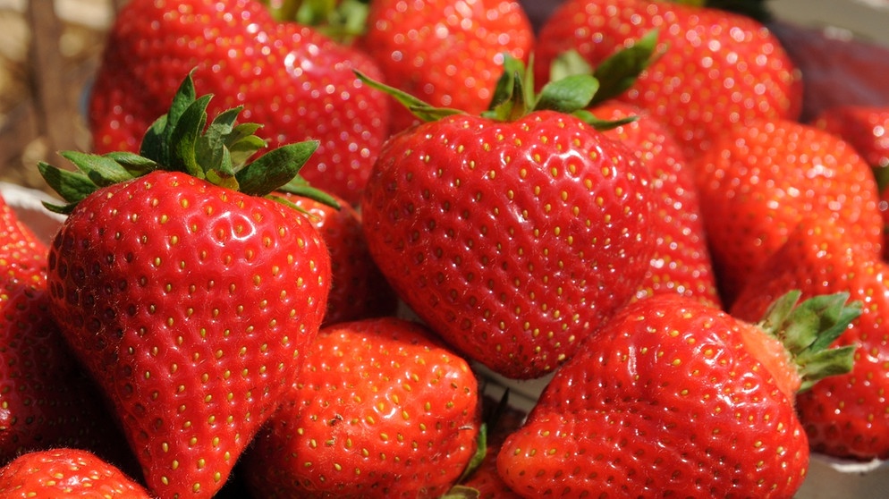 Erdbeeren | Bildquelle: BR