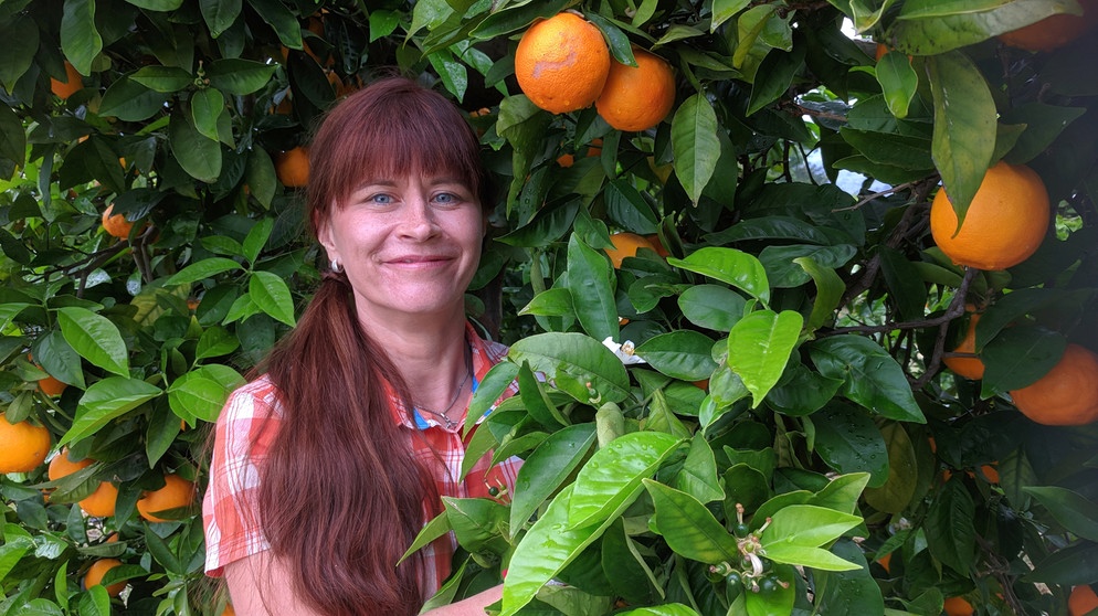 Orangen-Anbau auf Mallorca. Wer an Mallorca denkt, denkt an den Ballermann, Party und Alkohol. Im Norden der Insel dreht es sich aber vielmehr um Citrusfrüchte. Sabrina Nitsche hat sich das mal näher angeschaut.  | Bildquelle: BR