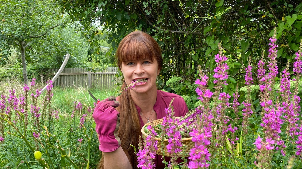 Kräutertees und Blutweiderich-Fingerfood im Querbeet-Garten mit Sabrina Nitsche | Bildquelle: Julia Schade