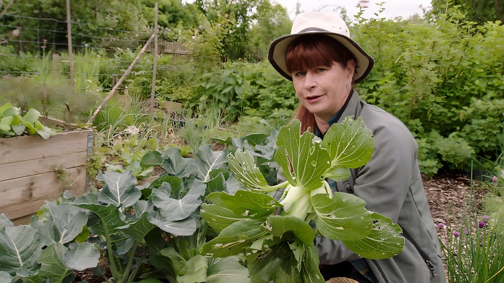 Pak Choi ernten im Querbeet-Garten mit Sabrina Nitsche | Bildquelle: BR / Tibor Blasy