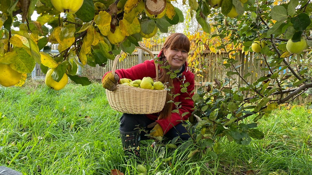 Quitten im Querbeet-Garten - Ernte und Rezept: Fruchtriegel mit Quitte mit Sabrina Nitsche | Bildquelle: Julia Schade