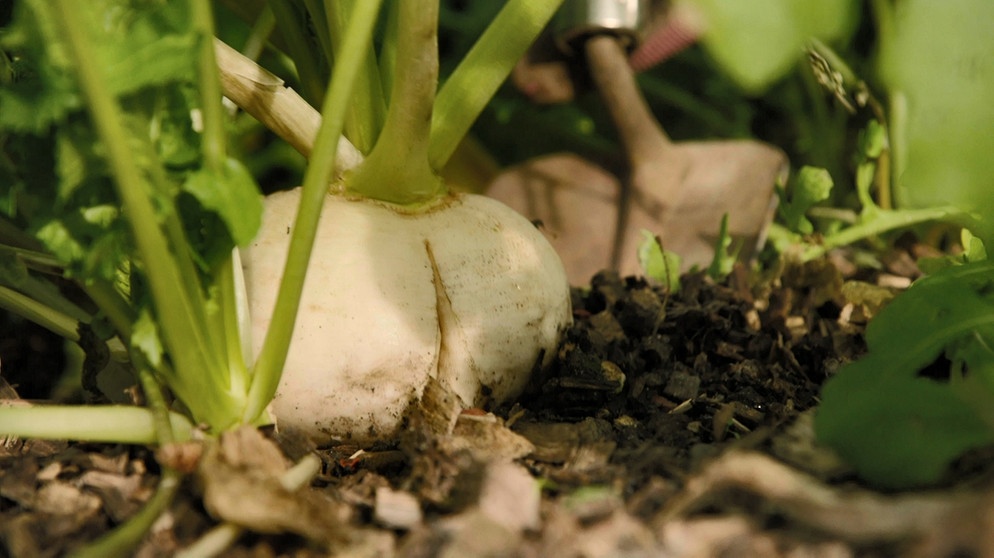 Rettich und Rüben ernten im Querbeet-Garten mit Sabrina Nitsche: Mairübe ‘Snowball‘ | Bildquelle: BR / Michael Ackermann