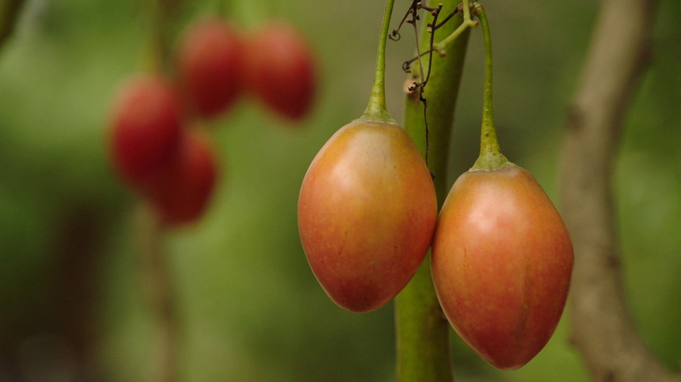 Tamarillo (Baumtomate) | Bildquelle: BR / Detlef Krüger