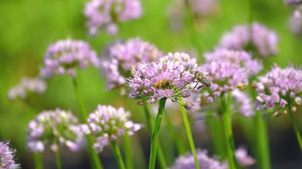 Sommer-Lauch (Allium Hyb. 'Summer Beauty') | Bildquelle: Christian Müller