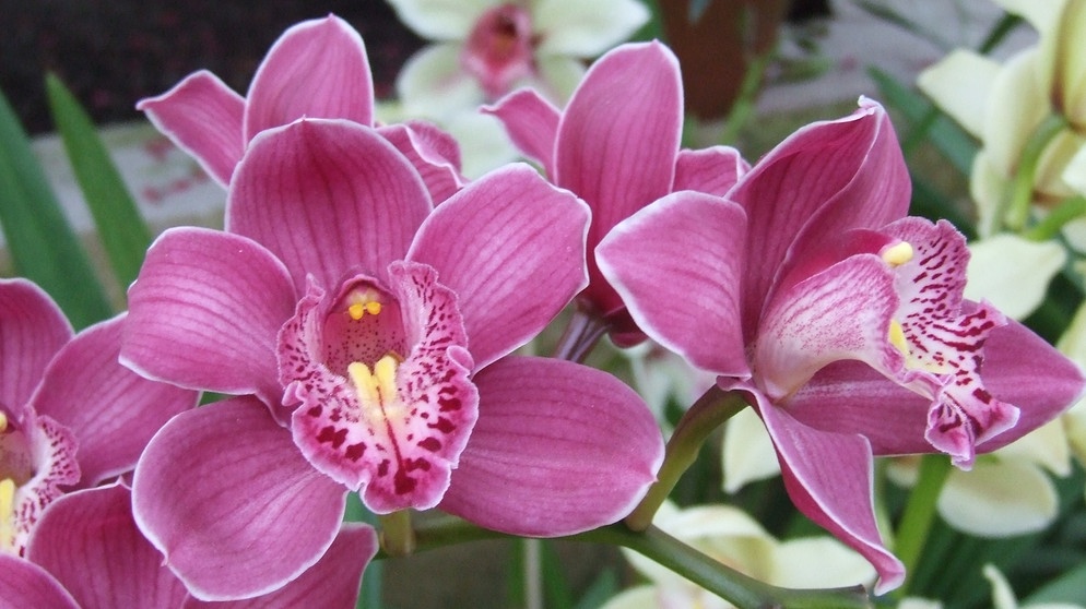 Orchideenblüten | Bildquelle: Sabrina Nitsche