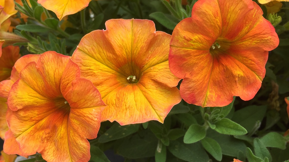 „BeautiCal“-Petunie 'Sunset Orange', eine Kreuzung aus Petunie und Zauberglöckchen (Calibrachoa) mit orangenen Blüten ist die Bayerische Balkonpflanze des Jahres 2023. | Bildquelle: Sakata