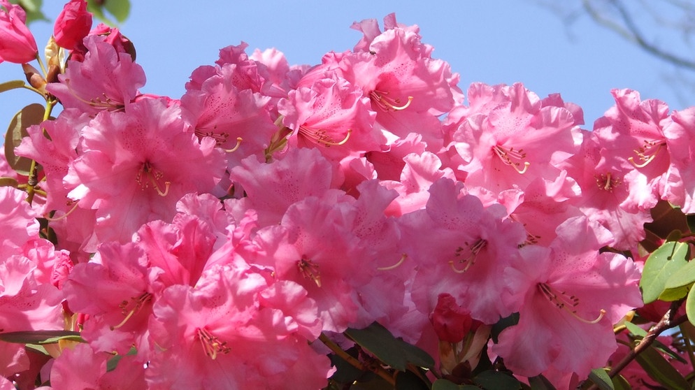 Rhododendron | Bildquelle: BR