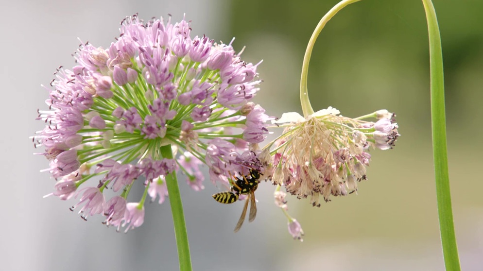 Top 5 der Balkonpflanzen: Allium 'Millenium' – Berg-Lauch | Bildquelle: BR / Bernhard Finger