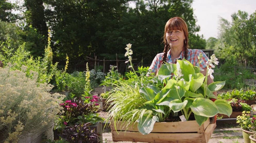 Schattengarten im Querbeet-Garten anlegen mit Sabrina Nitsche und Tobias Bode  | Bildquelle: BR / Jürgen Katzur