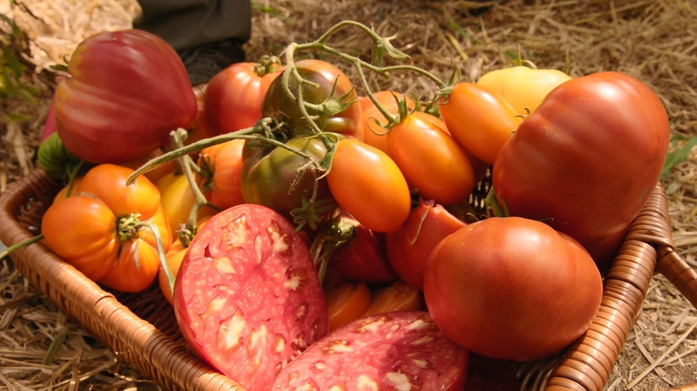 Tomaten: Sortenvielfalt | Bildquelle: BR