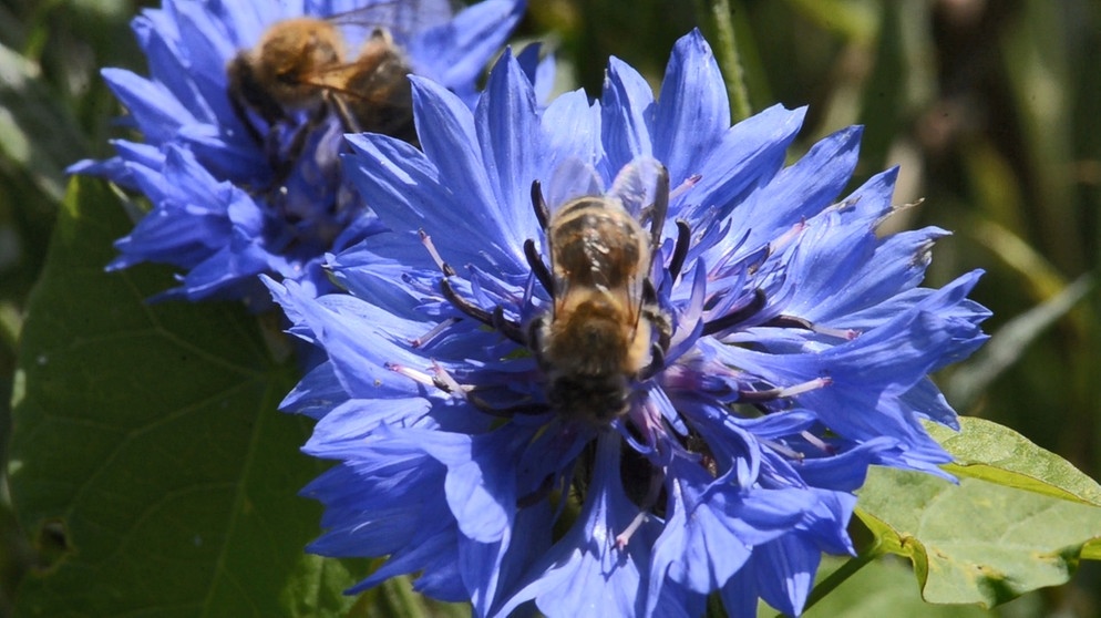 Die Blumenwiese von Gaby Lindinger in Wörth, Lkr. Erding (Teil 3) | Bildquelle: BR / Bernd Nitsche