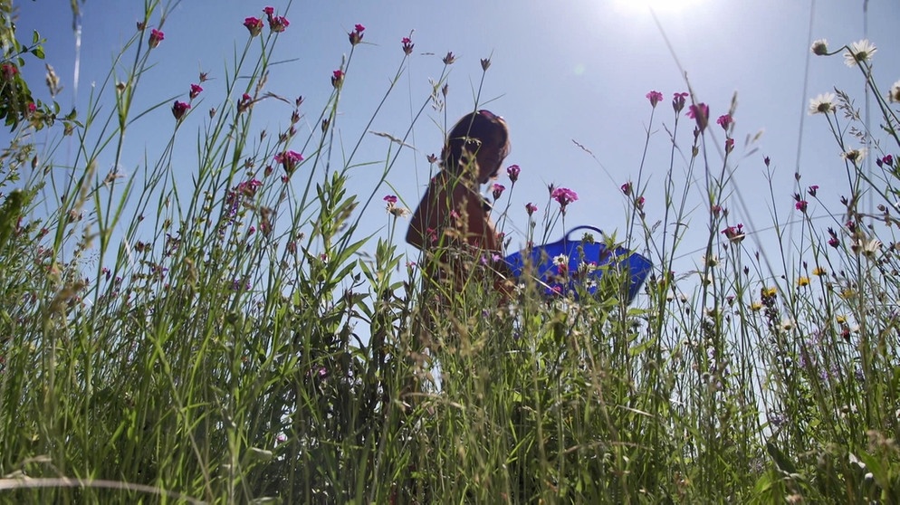 Die Blumenwiese von Gaby Lindinger in Wörth, Lkr. Erding (Teil 6) | Bildquelle: BR / Bernd Nitsche