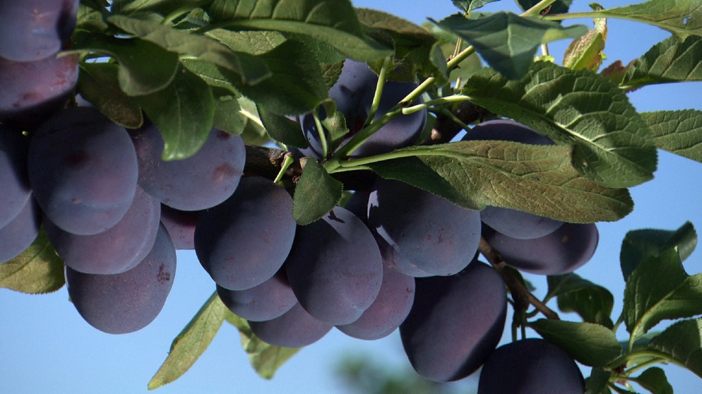 Zwetschge - Prunus domestica | Bildquelle: BR / Tino Müller