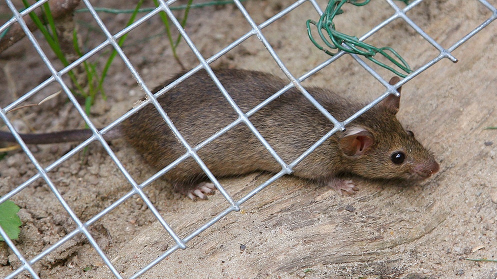 Ratte kriecht unter Zaun durch | Bildquelle: picture-alliance/dpa