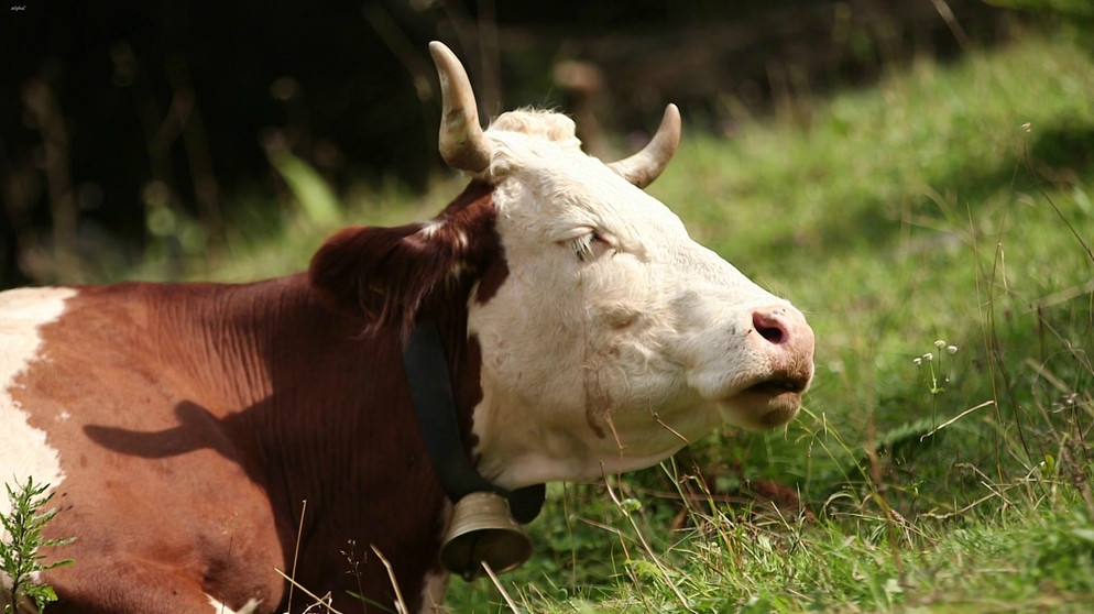 Ein Rind auf der Wiese. | Bildquelle: Bayerischer Rundfunk