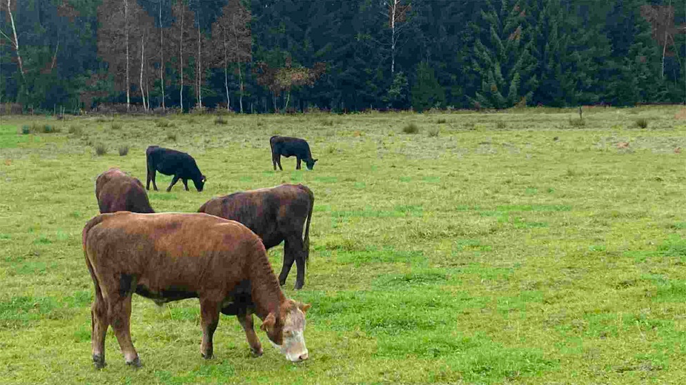 Rinder auf einer Moorfläche | Bildquelle: BR