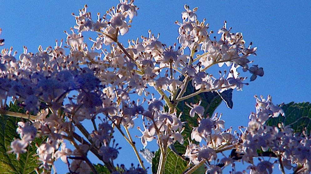Holunderblüten. | Bildquelle: BR
