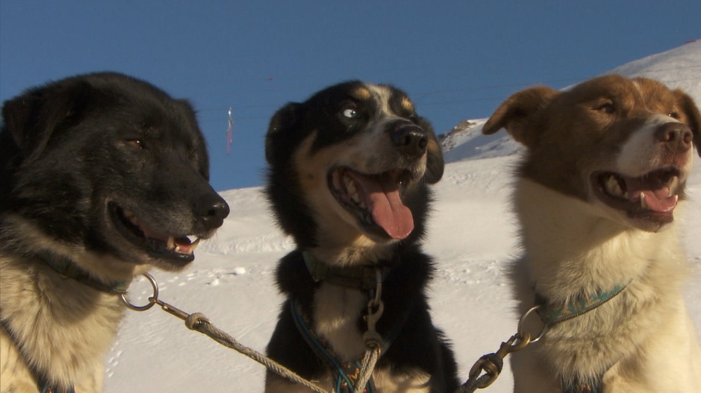Hunde Robert, Thessa und Klötmann | Bildquelle: BR