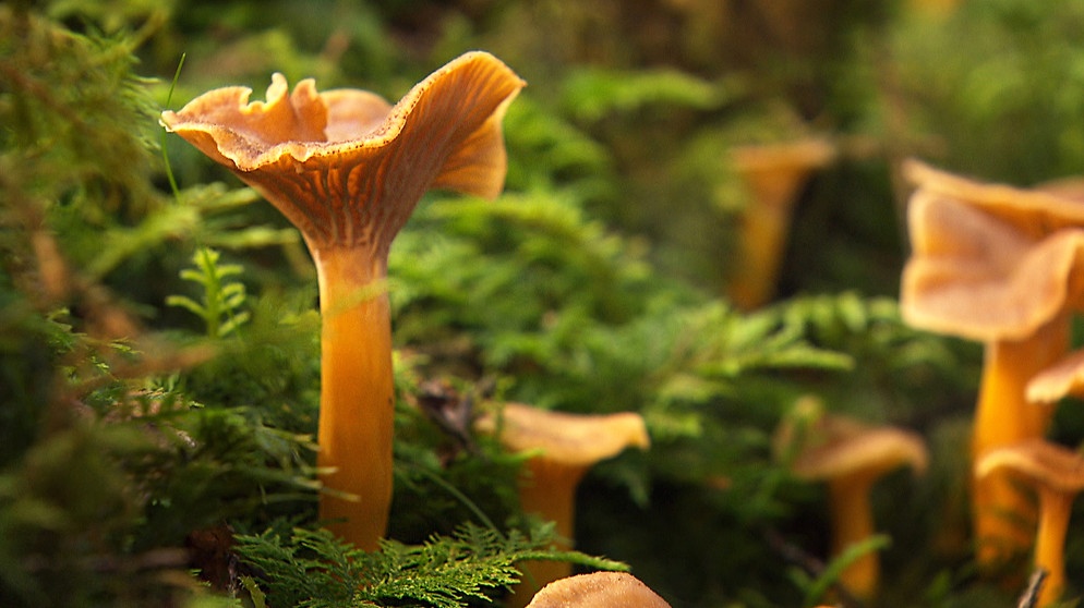 Gelb-orange leuchten die Trompetenpfifferlinge im Moos des Waldes. | Bildquelle: BR/Rupert Heilgemeir