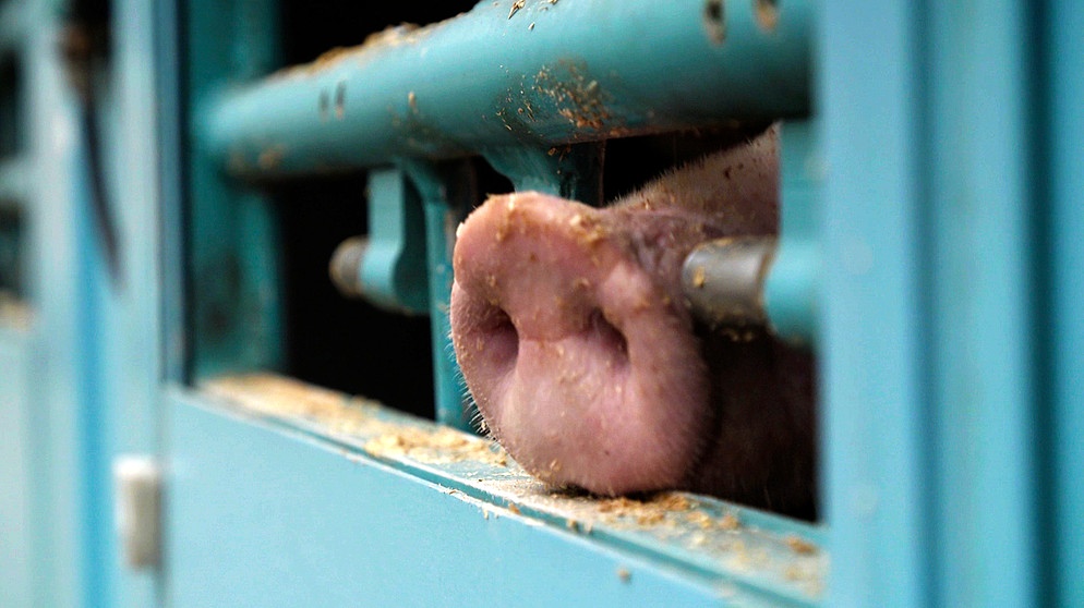 Ein Schweinerüssel ist durch die Gitterstäbe eines Tiertransporters zu sehen. | Bildquelle: BR