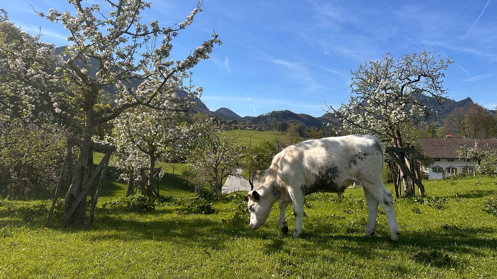 Endlich Auslauf. Die Kälber im Chiemgau freuen sich auf das erste Gras. | Bildquelle: BR/Leonhard Schwarz